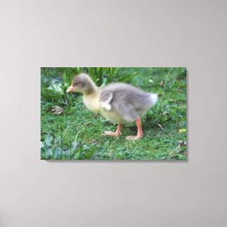 Gosling Leinwanddruck