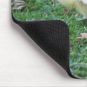 Gosling Mousepad (Ecke)