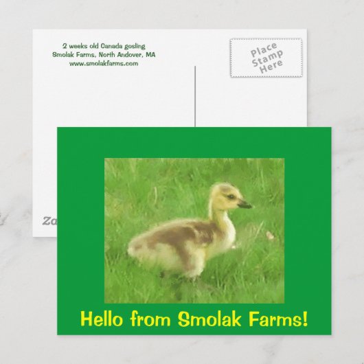 Gosling Postcard Postkarte (Vorne/Hinten)