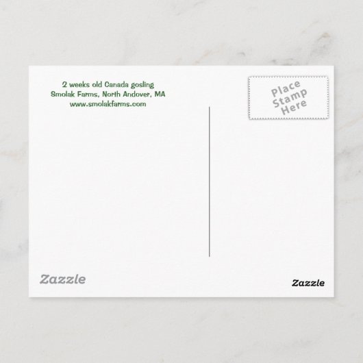 Gosling Postcard Postkarte (Rückseite)