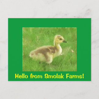 Gosling Postcard Postkarte