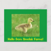 Gosling Postcard Postkarte (Vorderseite)