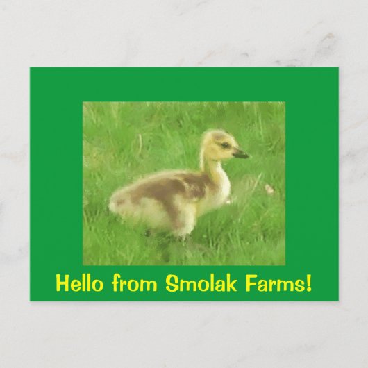 Gosling Postcard Postkarte (Vorderseite)