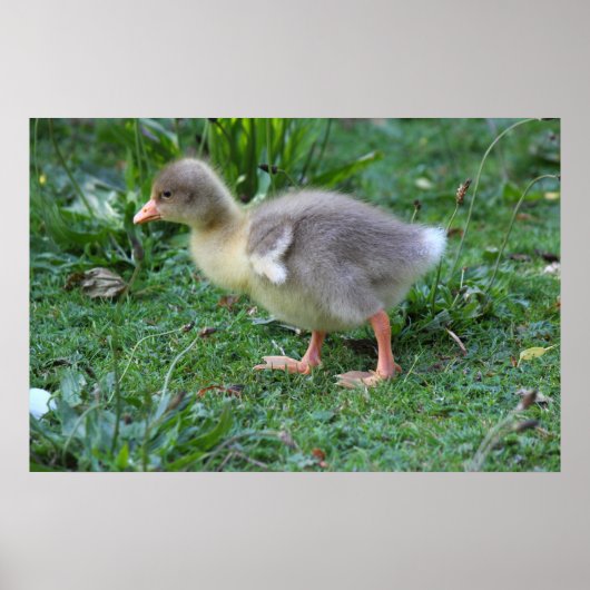 Gosling Poster (Vorne)