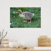 Gosling Poster (Küche)