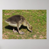 Gosling Poster (Vorne)