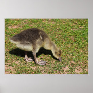 Gosling Poster