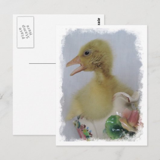 Gosling Postkarte (Vorne/Hinten)