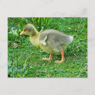 Gosling. Roath Park Lake, Cardiff, Wales. Postkarte