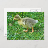 Gosling. Roath Park Lake, Cardiff, Wales. Postkarte (Vorne/Hinten)