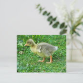 Gosling. Roath Park Lake, Cardiff, Wales. Postkarte (Stehend Vorderseite)