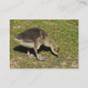 Gosling Visitenkarte