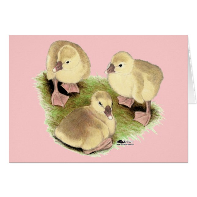 Goslings: Buff African (Vorderseite (Horizontal))