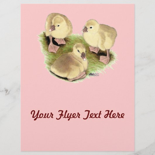 Goslings: Buff African Flyer (Vorne)