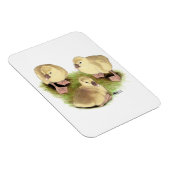 Goslings:  Buff African Magnet (Rechte Seite)