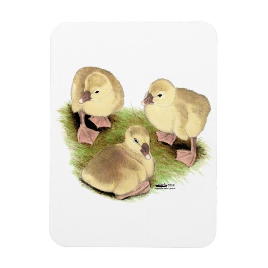 Goslings:  Buff African Magnet (Vertikal)