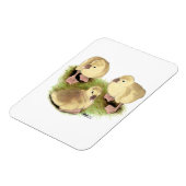 Goslings:  Buff African Magnet (Linke Seite)
