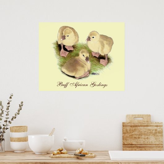 Goslings: Buff African Poster (Küche)