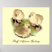 Goslings: Buff African Poster (Vorne)