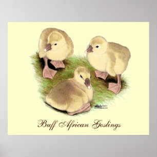Goslings: Buff African Poster