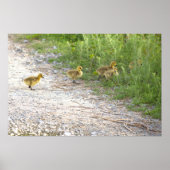 Goslings Foto Poster (Vorne)