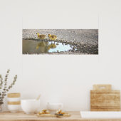 Goslings Foto Poster (Küche)