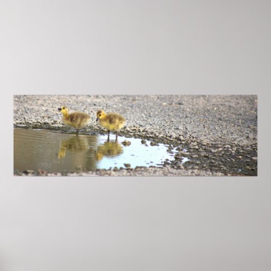 Goslings Foto Poster (Vorne)