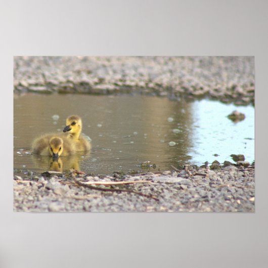 Goslings Foto Poster (Vorne)