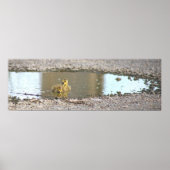 Goslings Foto Poster (Vorne)