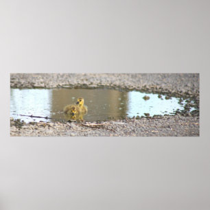 Goslings Foto Poster