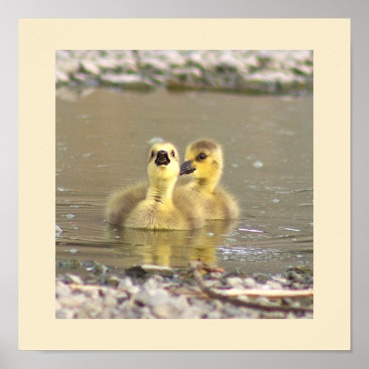Goslings Foto Poster (Vorne)