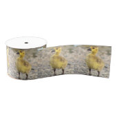 Goslings Foto Ribbon Ripsband (Spule)