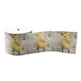 Goslings Foto Ribbon Ripsband