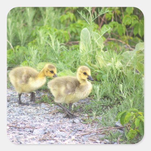 Goslings Foto Stickers (Vorderseite)