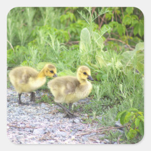 Goslings Foto Stickers