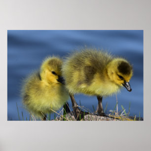 Goslings im Frühling Poster