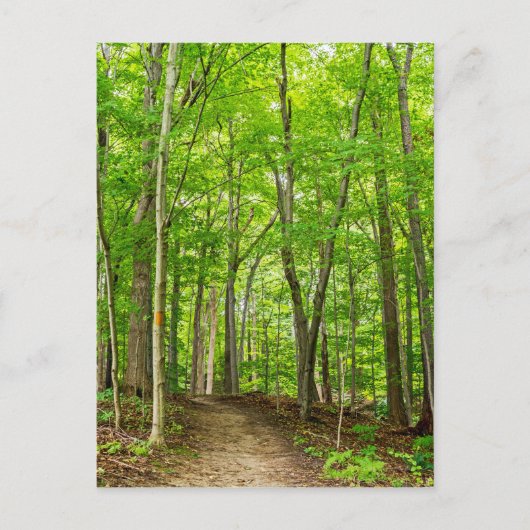 Gosnell Big Woods Webster, New Postkarte (Vorderseite)