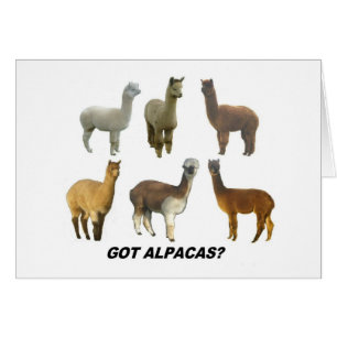 Got Apacas?