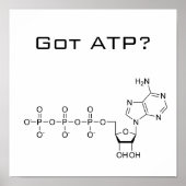 Got ATP? Poster (Vorne)