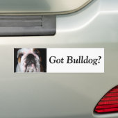 Got Bulldogge? Autoaufkleber (Auf Auto)