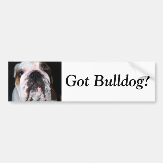 Got Bulldogge? Autoaufkleber (Vorne)