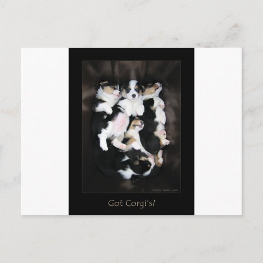 Got Corgis? Postkarte (Vorderseite)