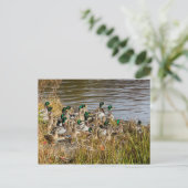 Got Enten? Postkarte (Stehend Vorderseite)