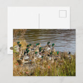 Got Enten? Postkarte (Vorne/Hinten)