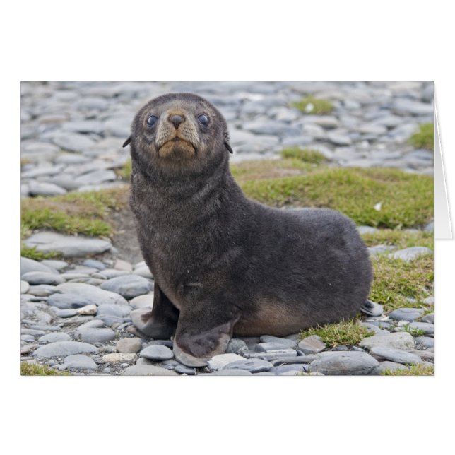 Got Fisch? Karte (Vorderseite (Horizontal))