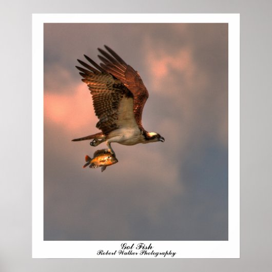 Got Fish Poster (Vorne)