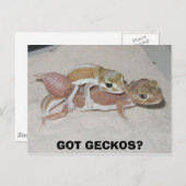GOT GECKOS? POSTKARTE (Vorne/Hinten)