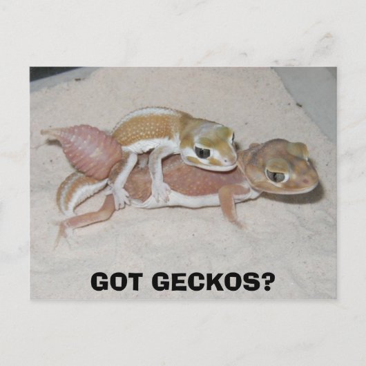 GOT GECKOS? POSTKARTE (Vorderseite)