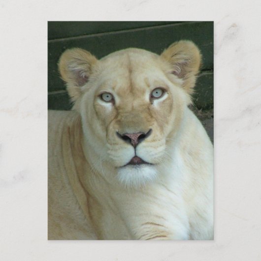 Got Maus? Postkarte (Vorderseite)