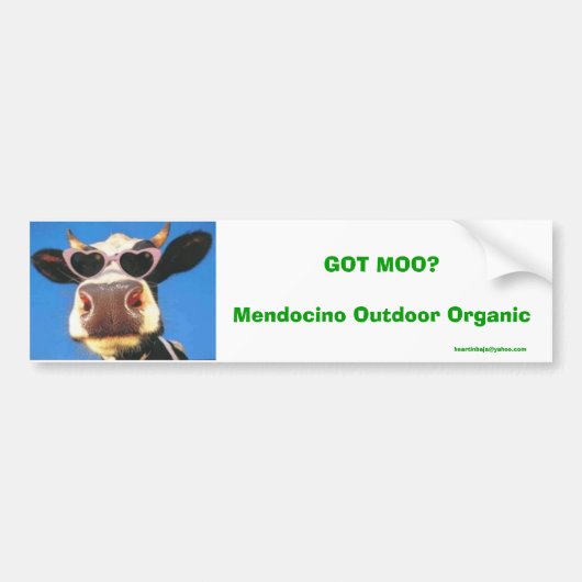 GOT MOO? Mendocino Bio im Freien Autoaufkleber (Vorne)